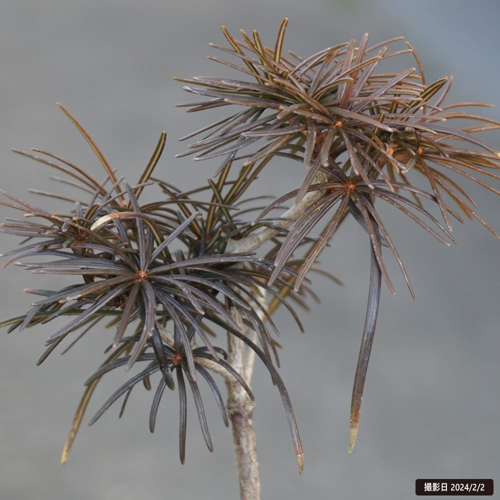 コウヤマキ 戸塚黄金 3