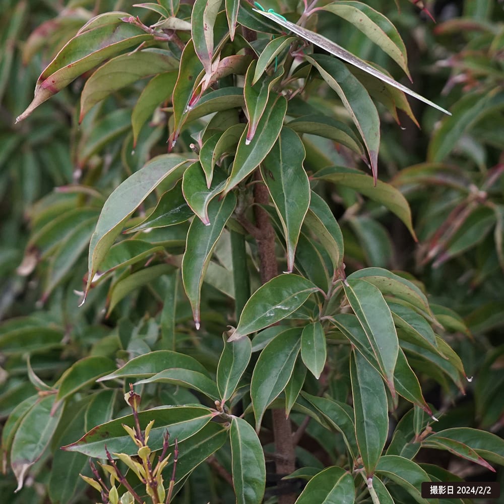常緑ヤマボウシ メリーピンクペイジ 1