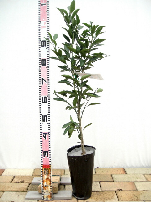 柑橘 トゲなし系せとか 1