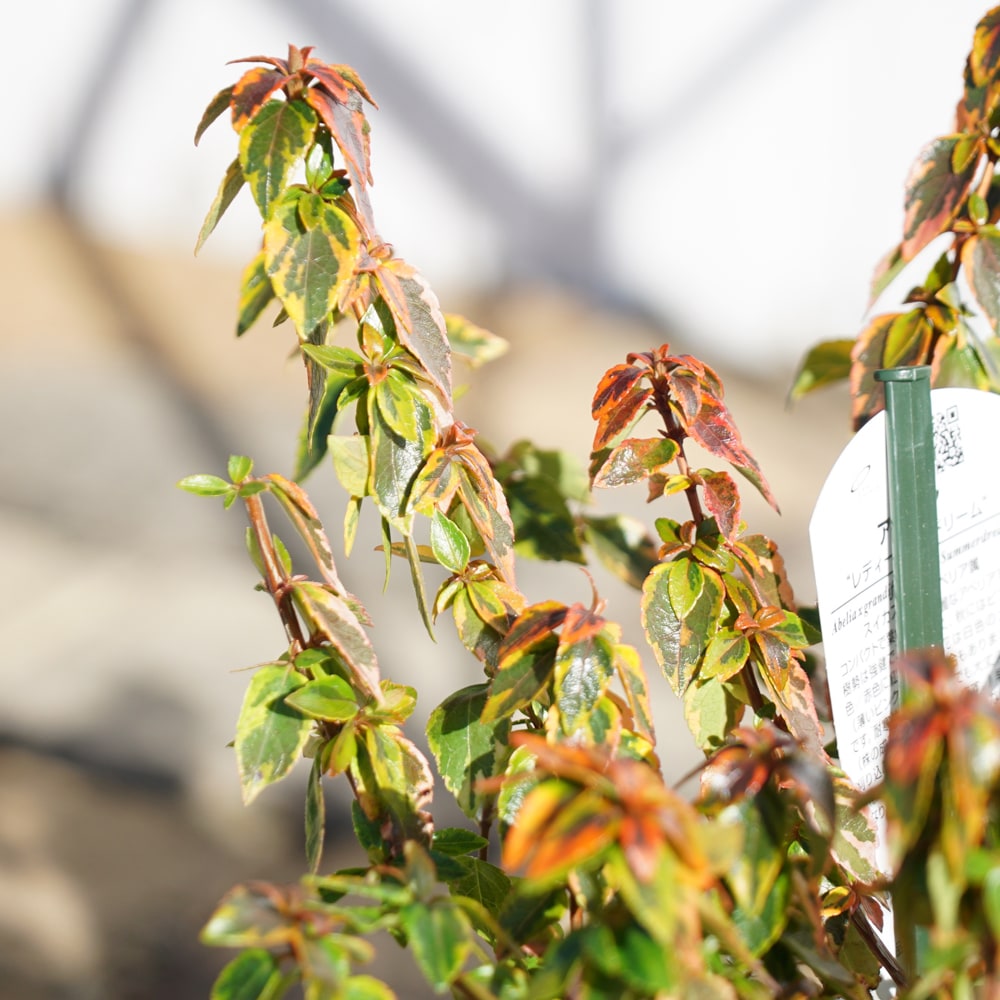 アベリア レディーサマードリーム 1