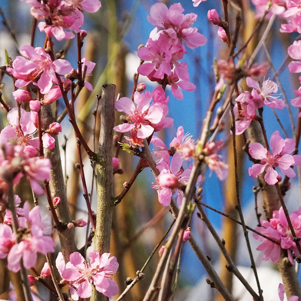 ハナモモ ひなのよそおい 1