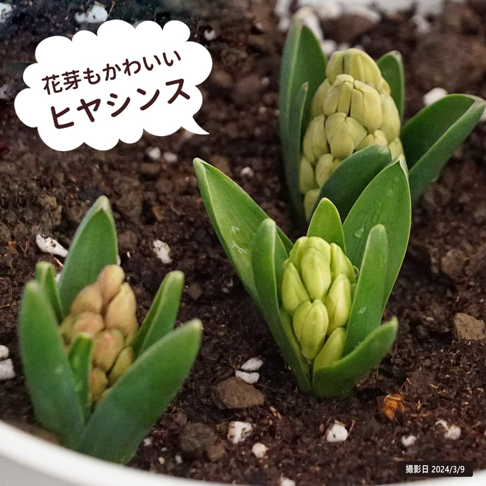 ヒヤシンス グラデーション ブルーマジック 3