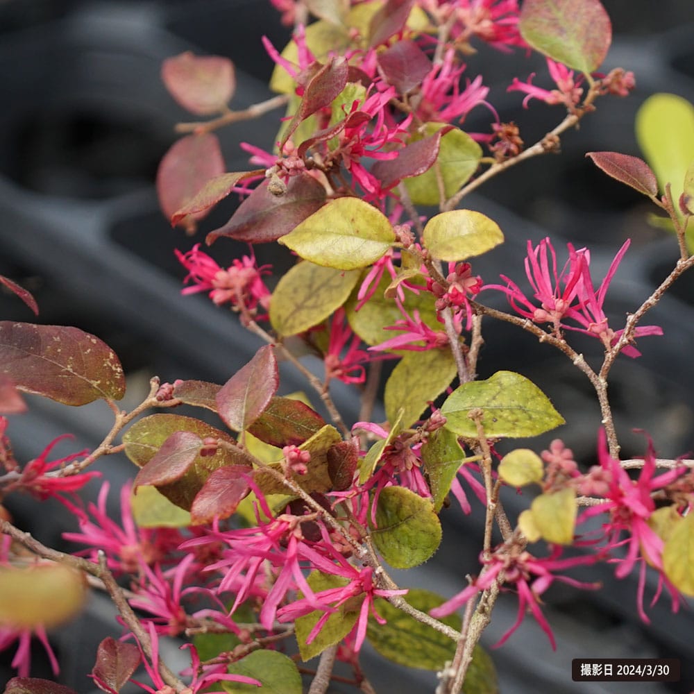 トキワマンサク 桃源郷 2