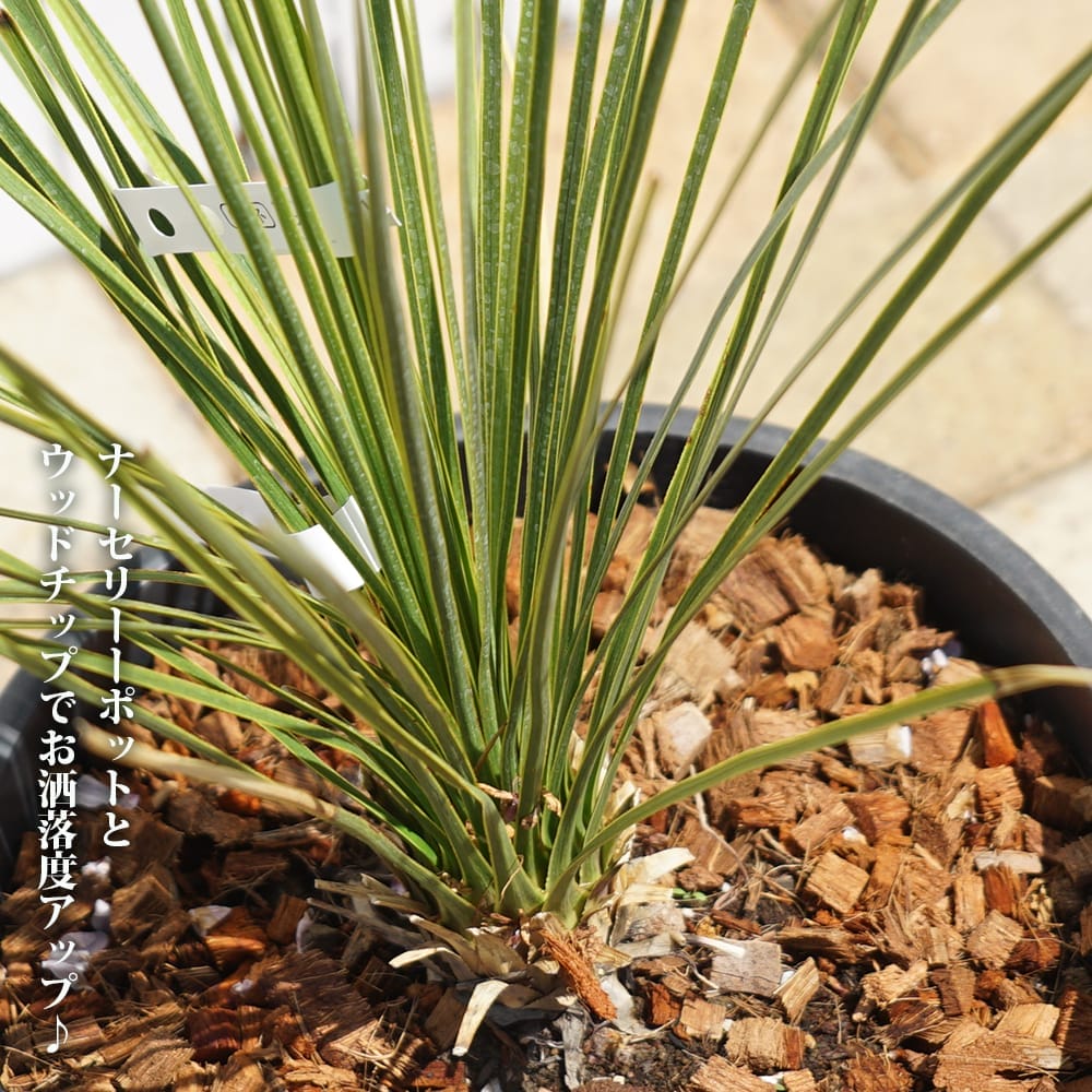 ユッカ トンプソニアーナ 1