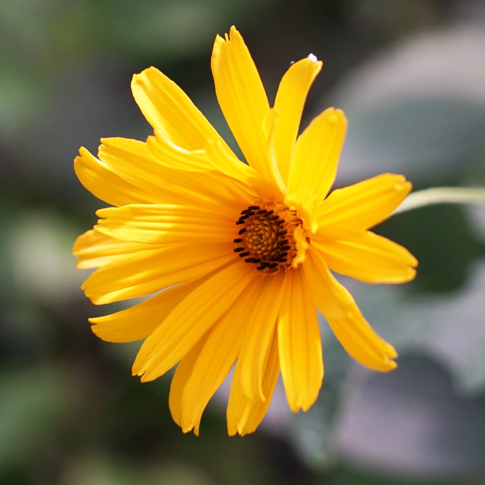 ヘリオプシス ビーナス 3