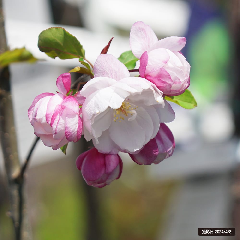 リンゴ ヴァンエセルティン 2