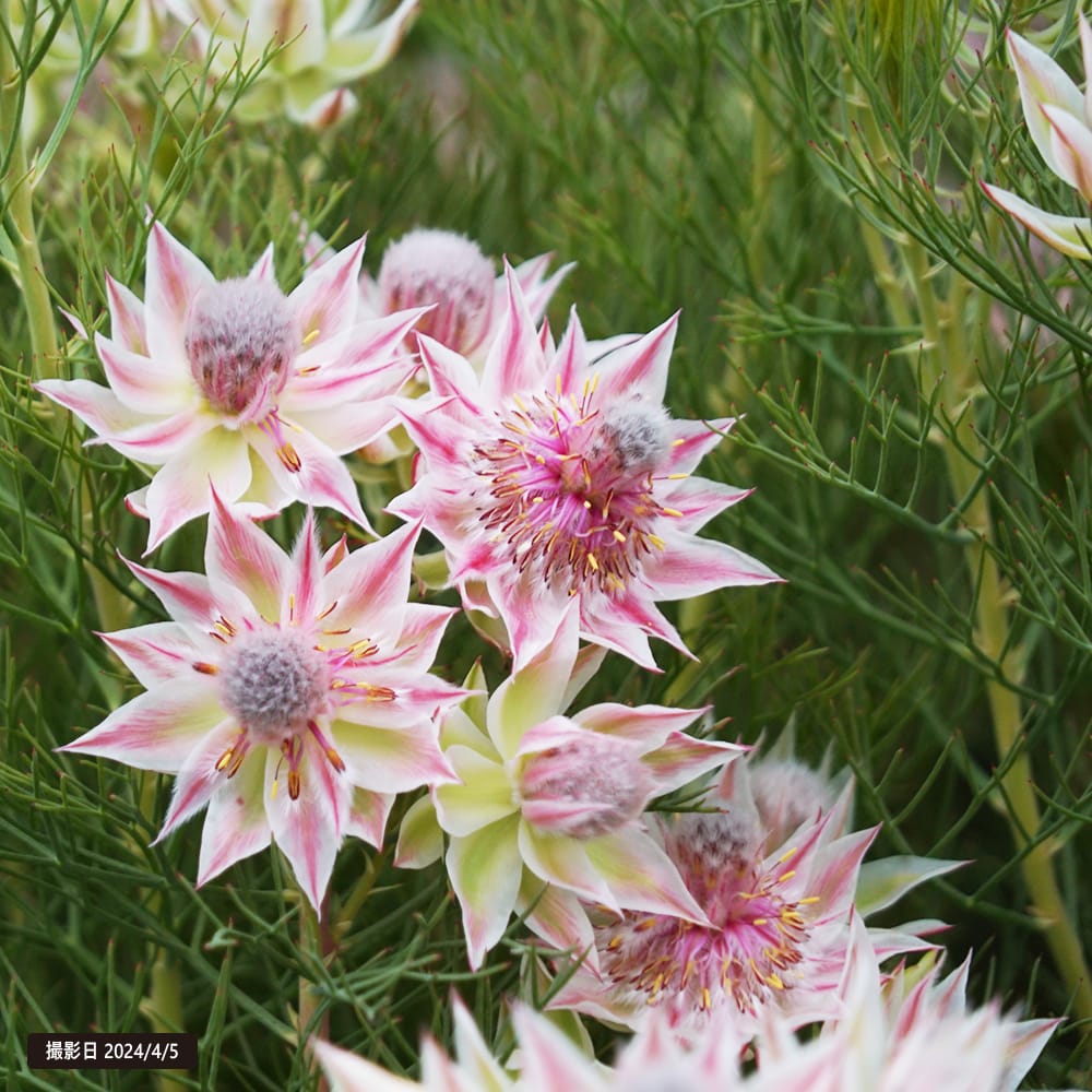 プロテア ネリイフォリア 1