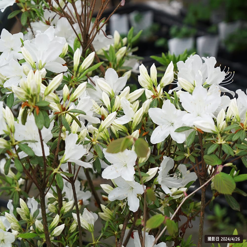 ツツジ 琉球ツツジ 2