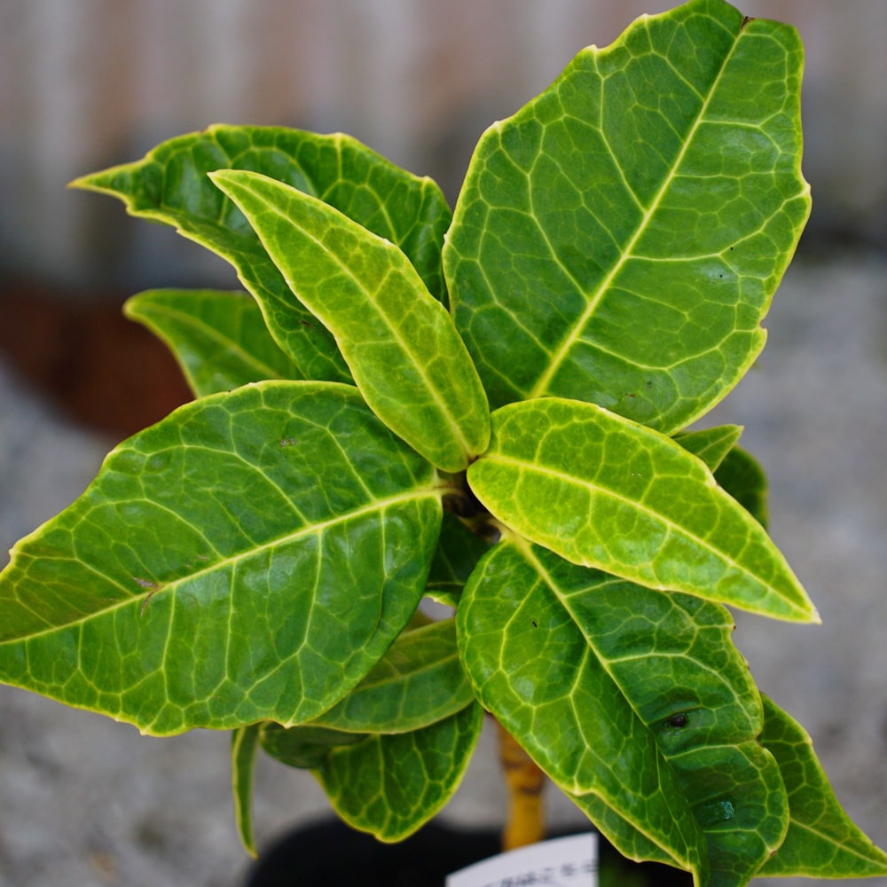 アオキ 見沼黄金 2