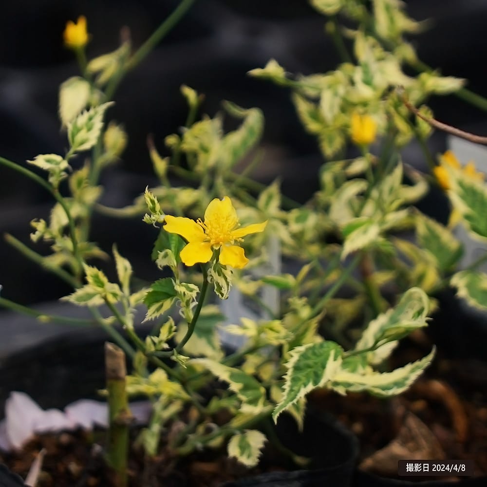 ヤマブキ 吹雪錦 フクリン斑 2