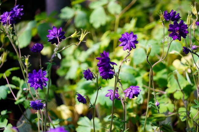 アクイレギア ブルーバロー 1