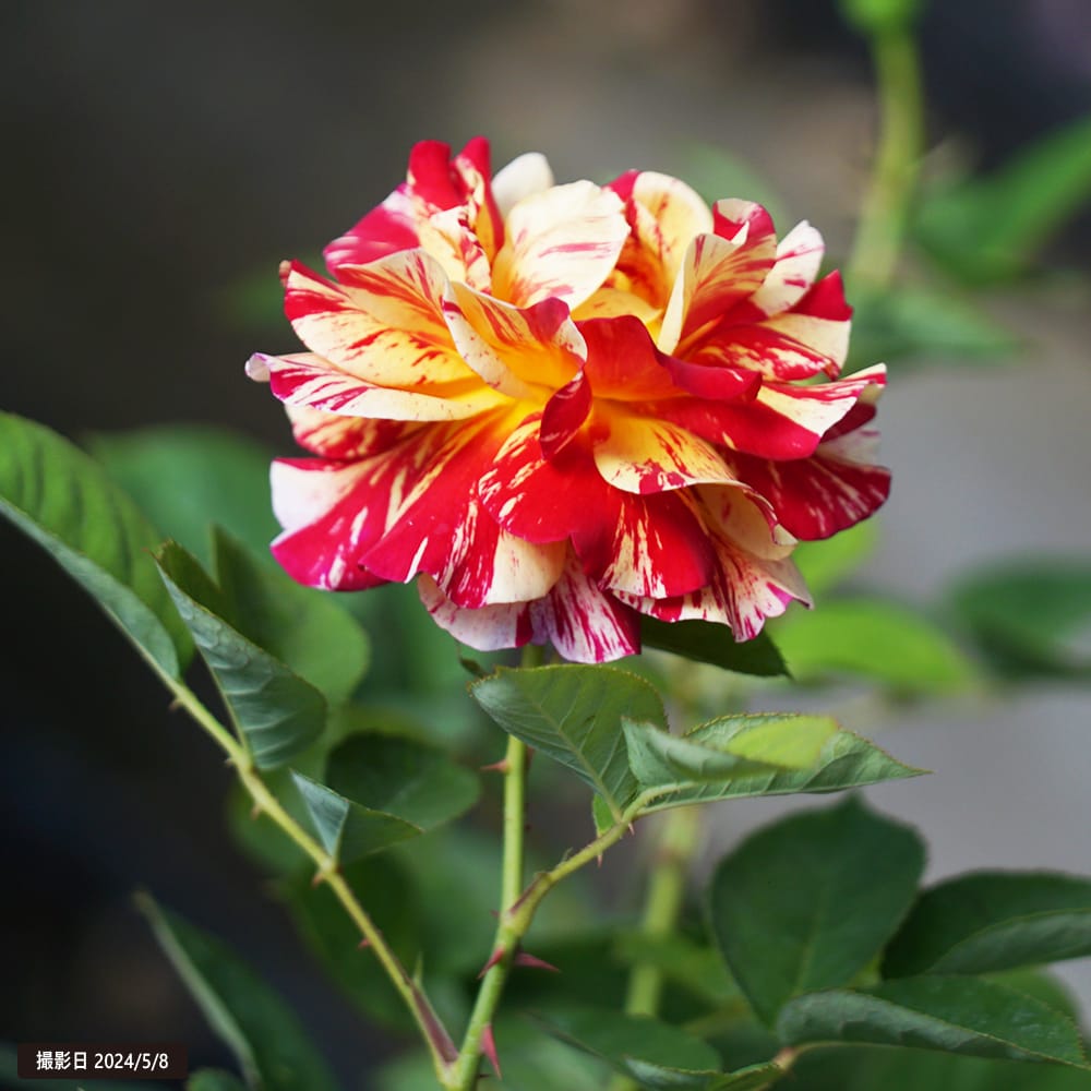 バラ モーリスユトリロ 2