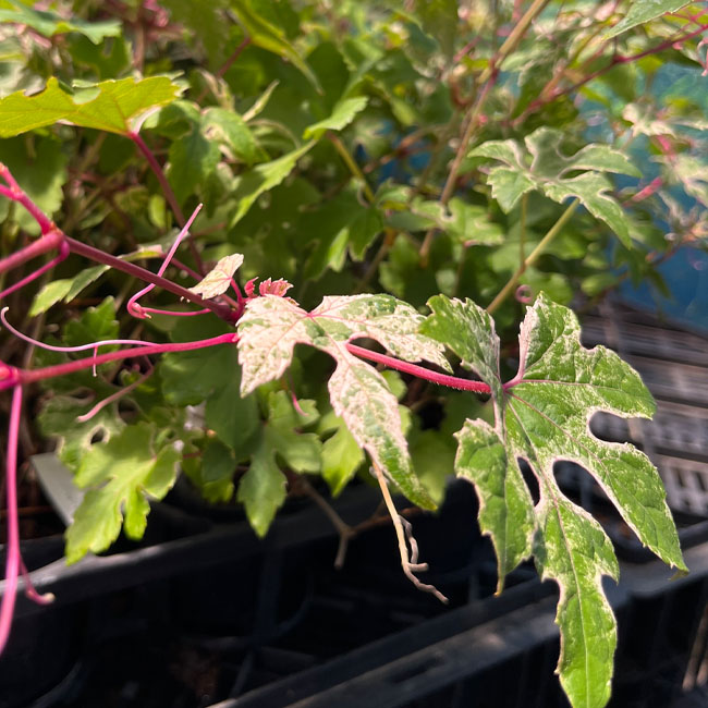 斑入り野ぶどう