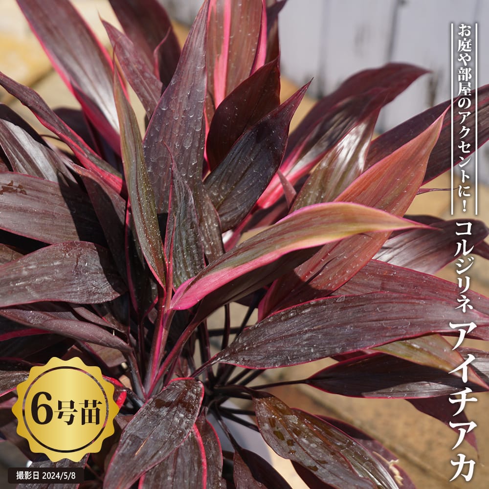 コルジリネ アイチアカ 2