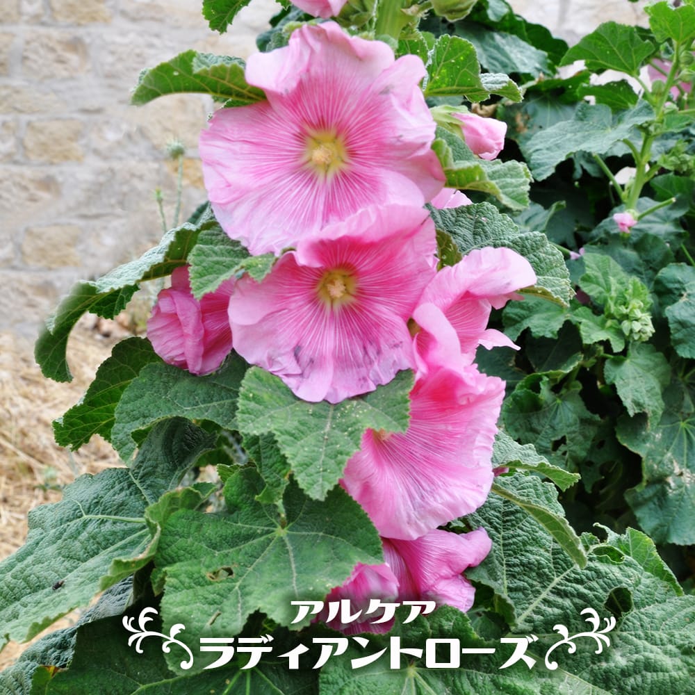 アルケア ラディアントローズ