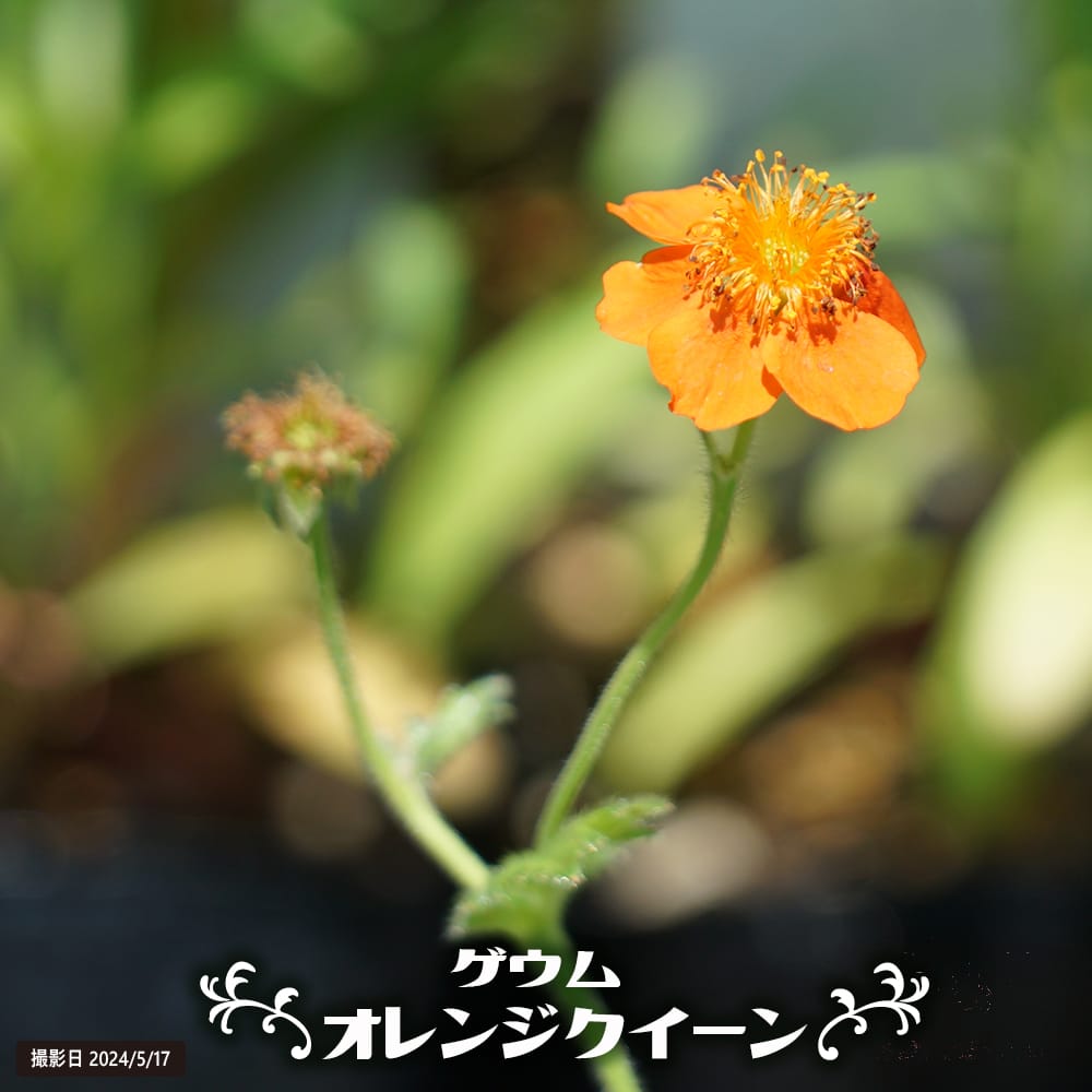 ゲウム オレンジクイーン 