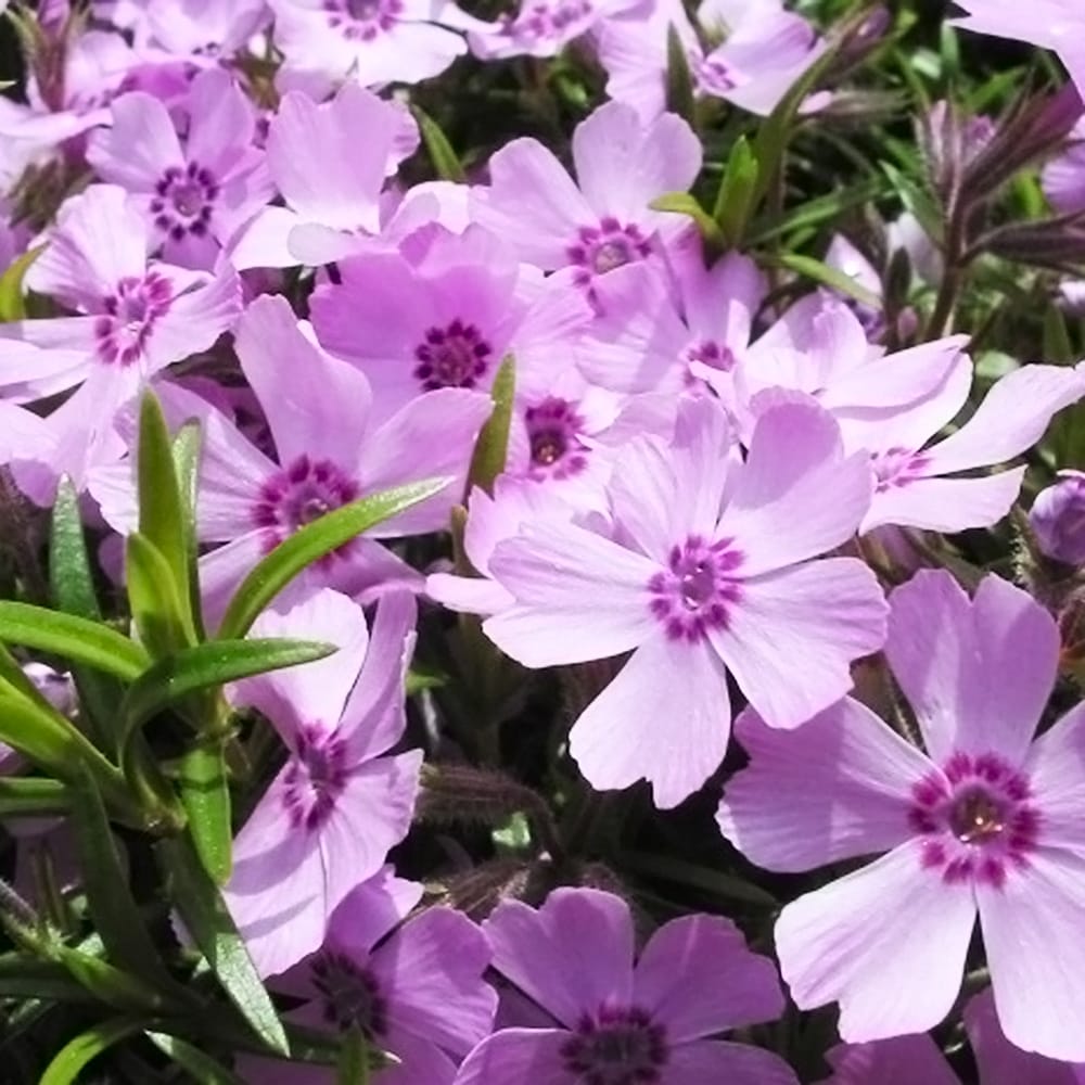 フロックス ピロサ 2