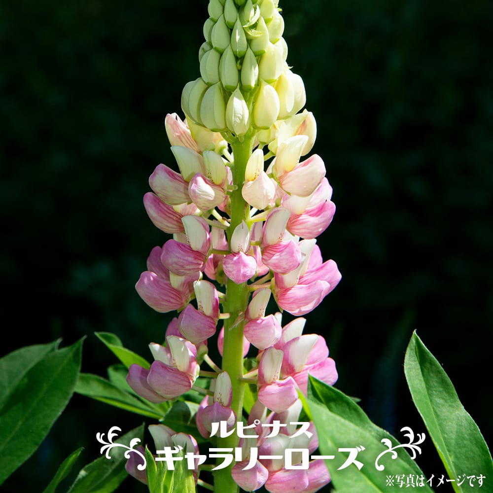 ルピナス ギャラリーローズ 
