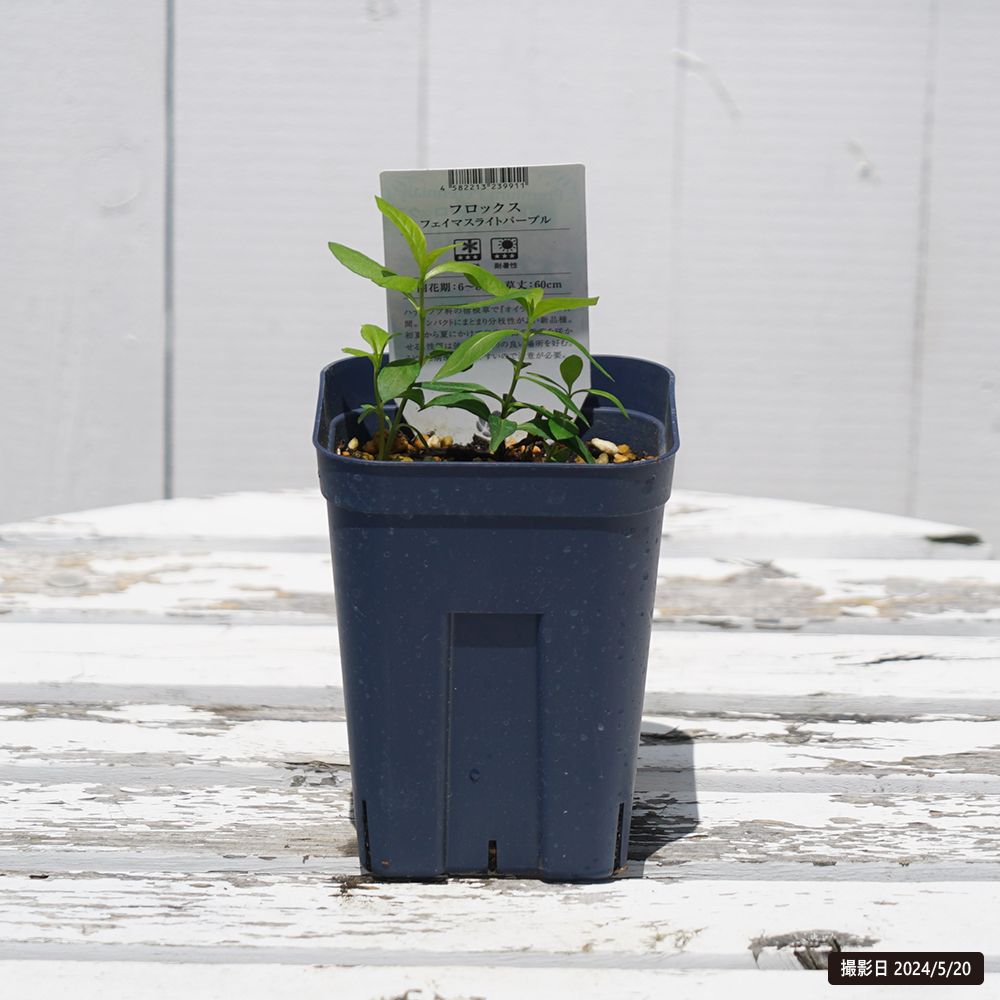 フロックス フェイマスライトパープル 2