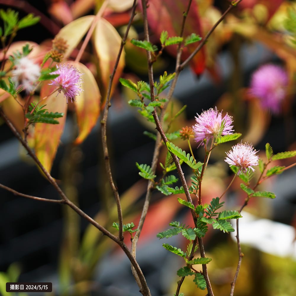 ネムノキ 高麗姫ネム 1