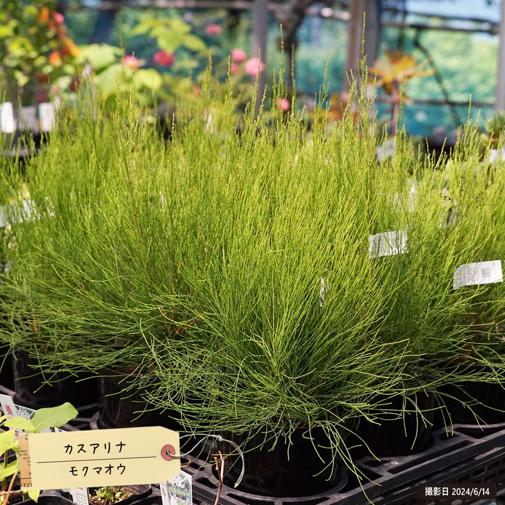 セルリア プリティピンク 