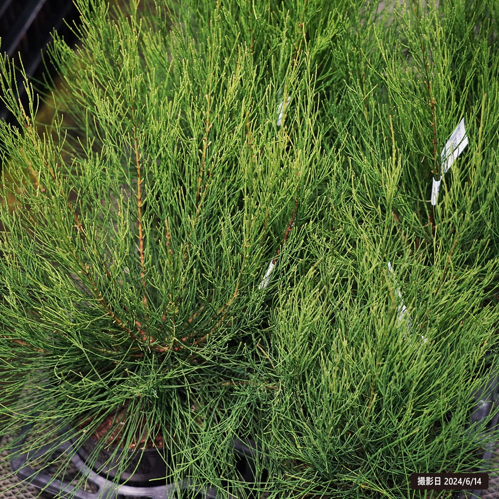 モクマオウ カスアリナ 1