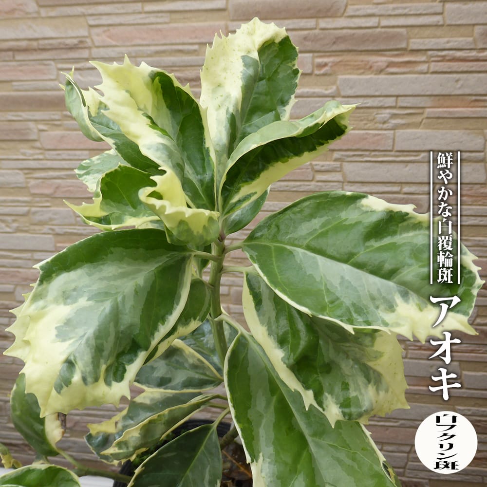 アオキ 白フクリン斑 