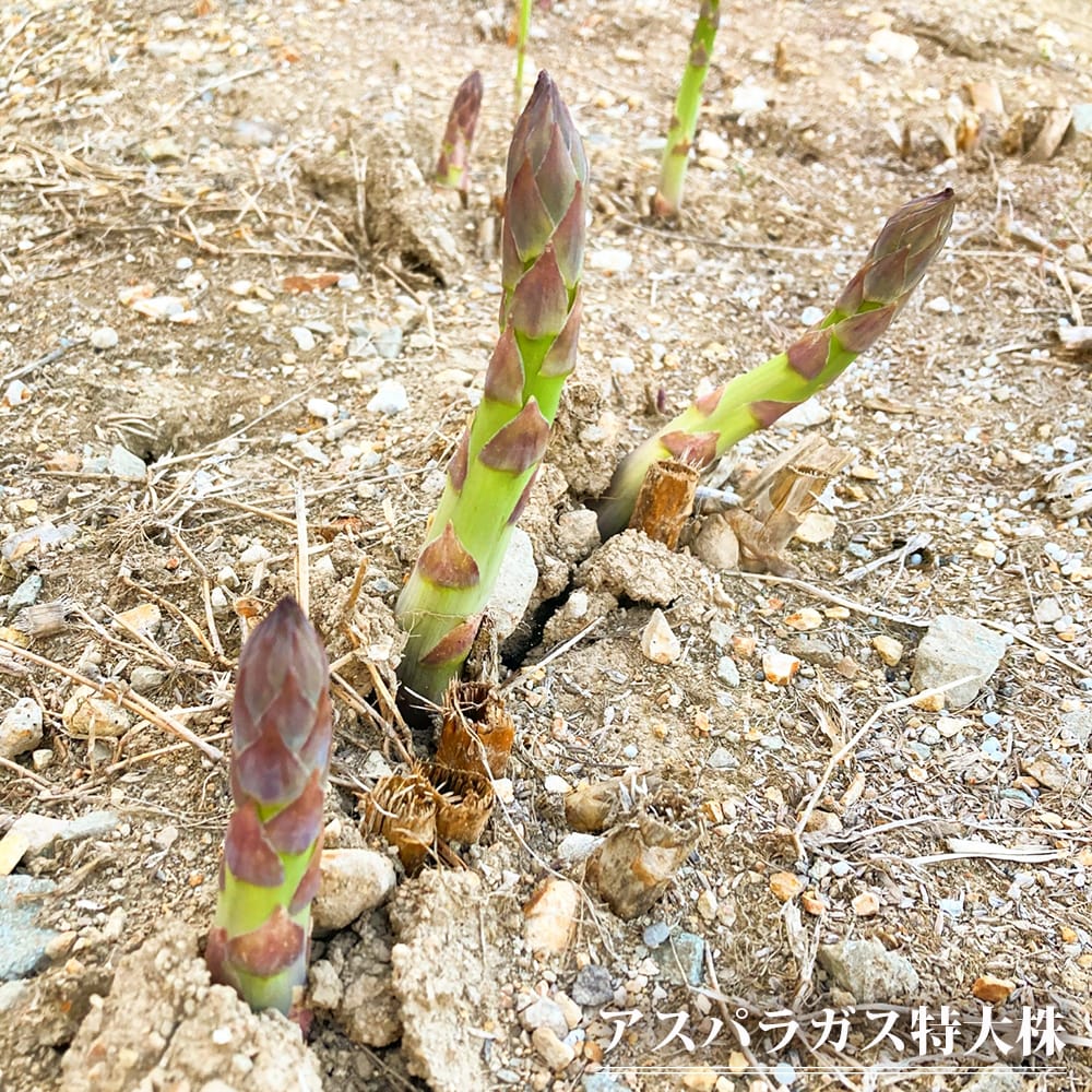 アスパラガス  1