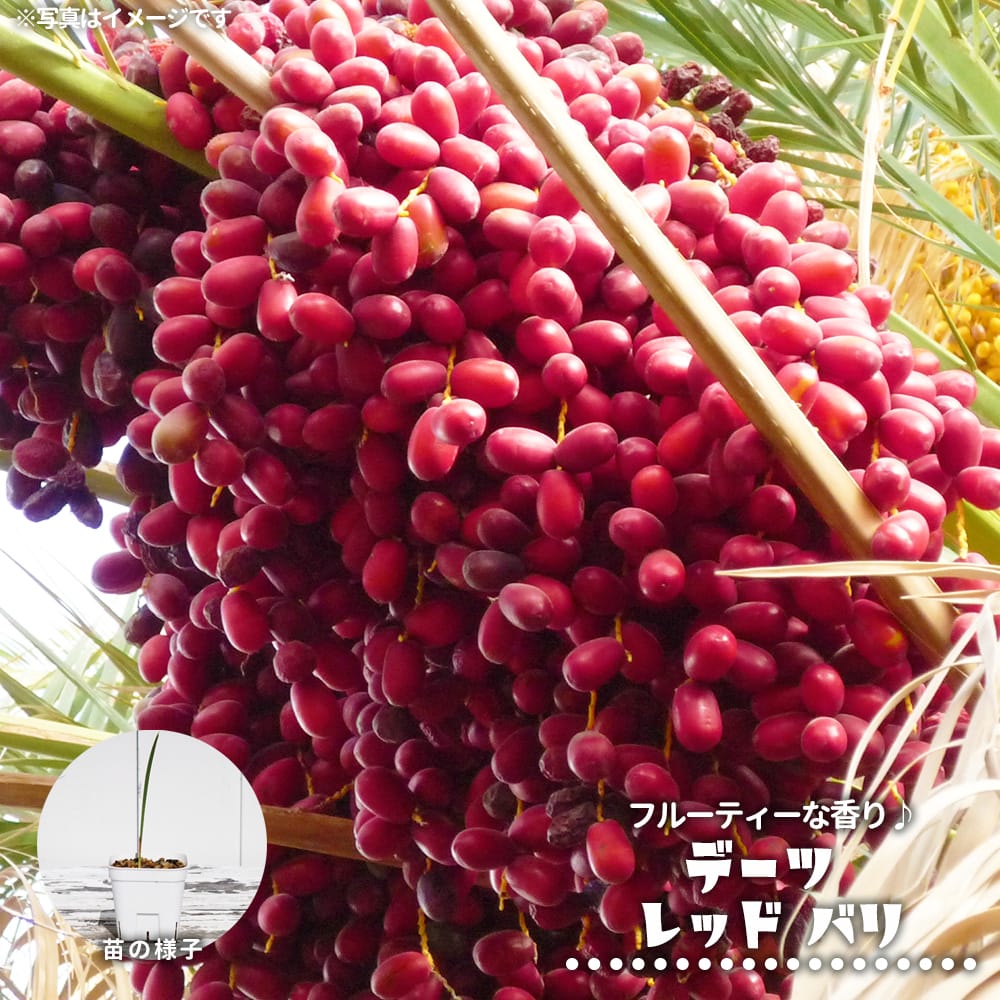 ヤシ レッドバリ 