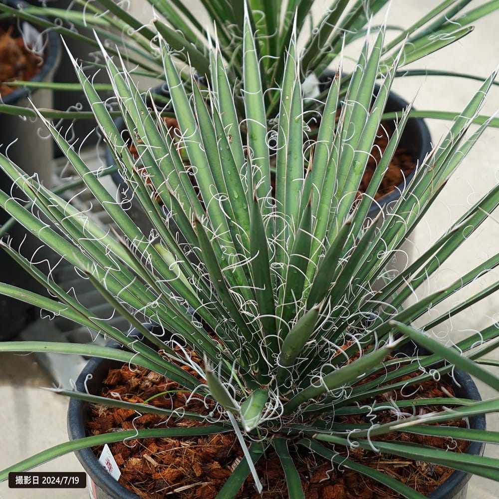 ユッカ フィリフェラ 2