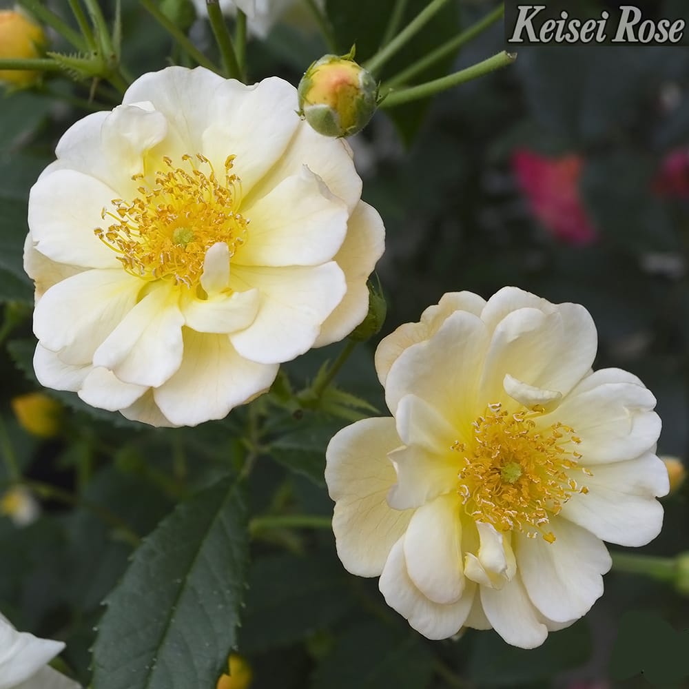 バラ サニーシルエツタ 2