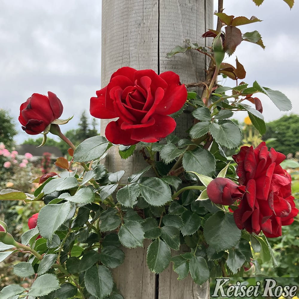 バラ ライデンシャフト 3