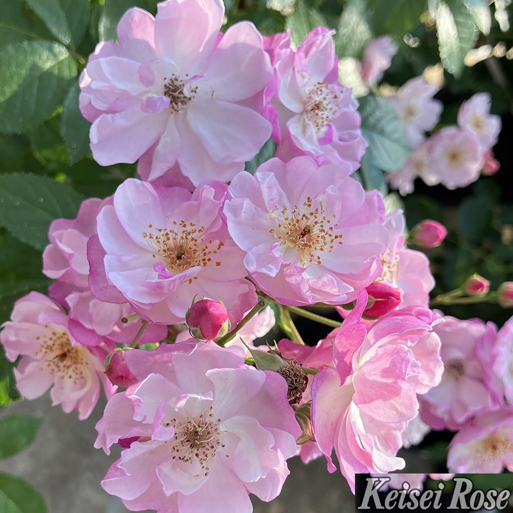 バラ ラベンダーシルエッタ 2