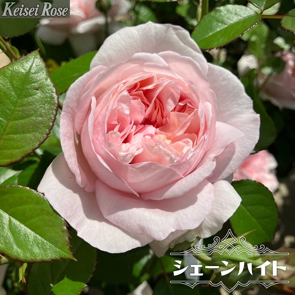 薔薇　3号 imgrc0113956601.jpg