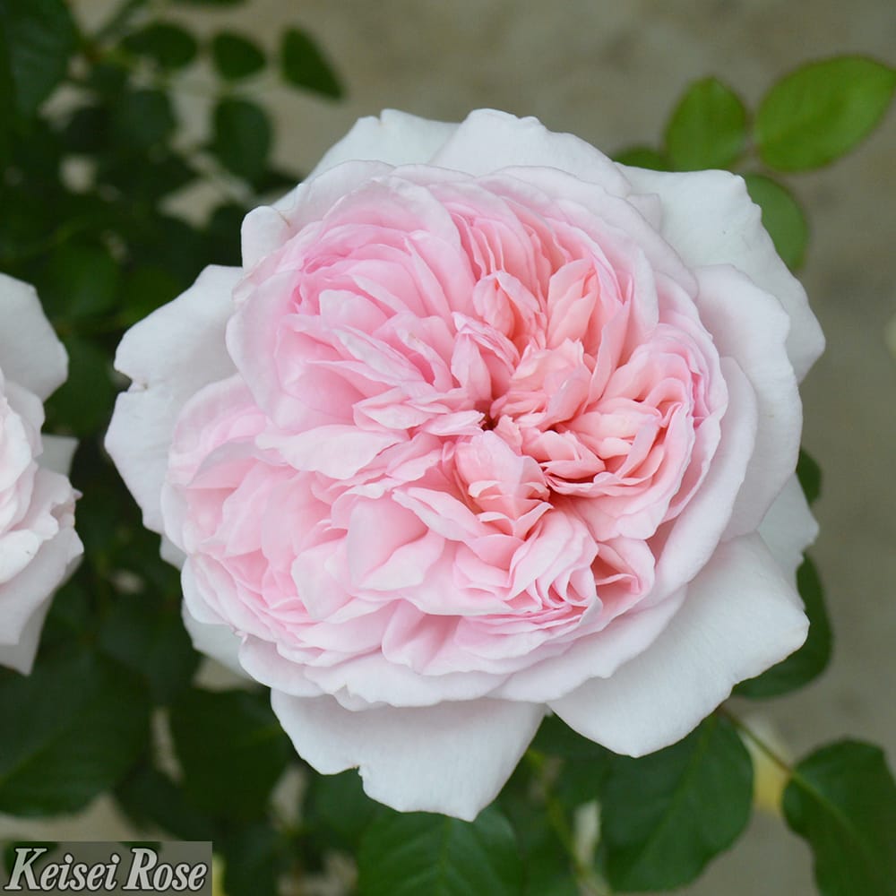 バラ シェーンハイト 2