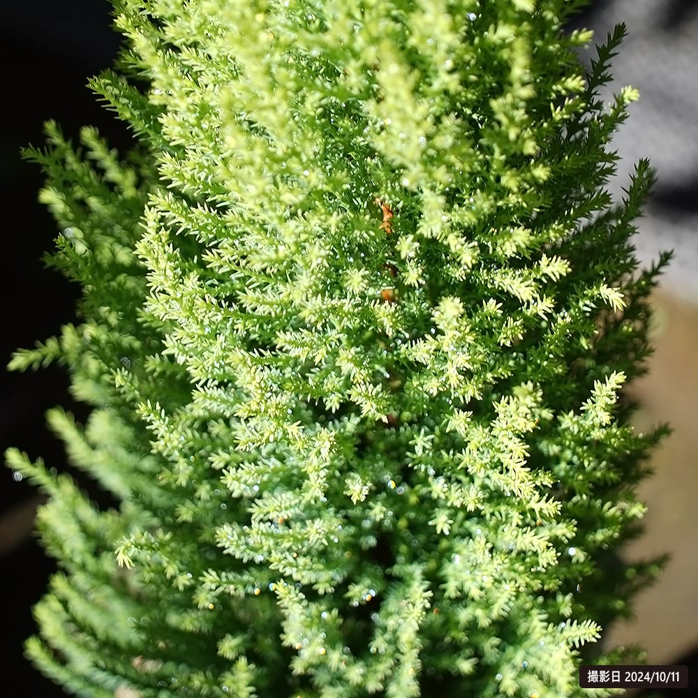 コニファー ゴールドクレスト ウィルマ 3