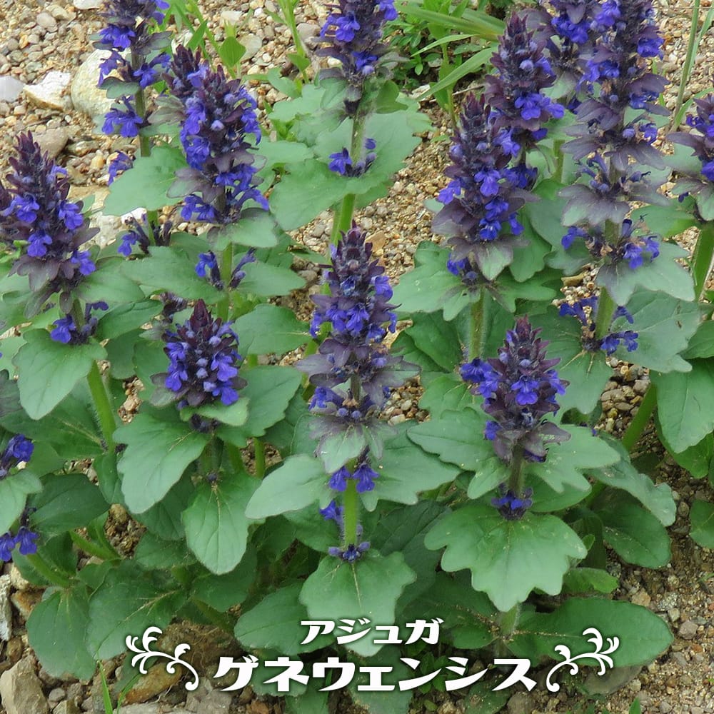 アジェカ ゲネウェンシス 