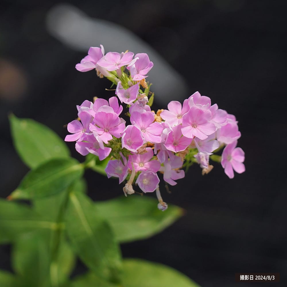 フロックス ライトピンク