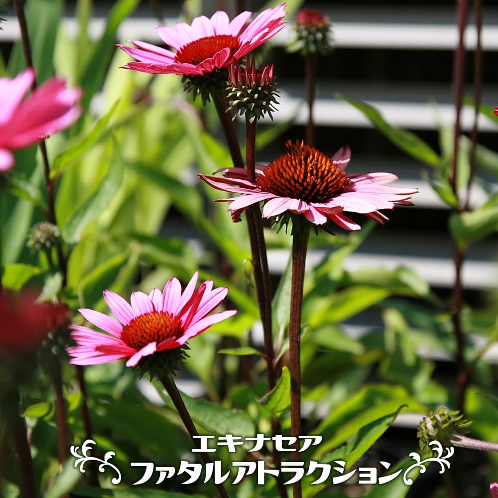 エキナセア ファタルアトラクション