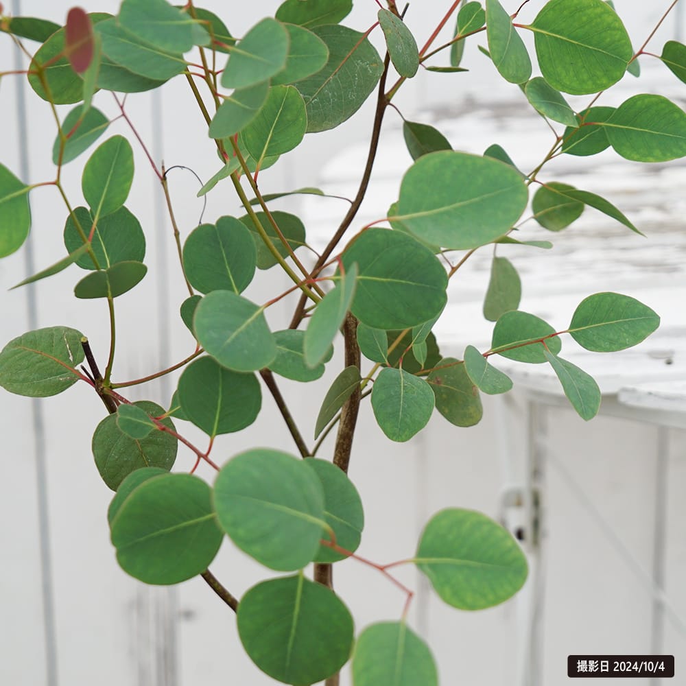 ユーカリ オレンジガム 1