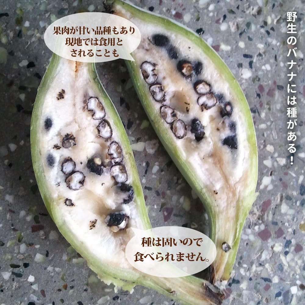 バナナ ブルーバーミーズ 1