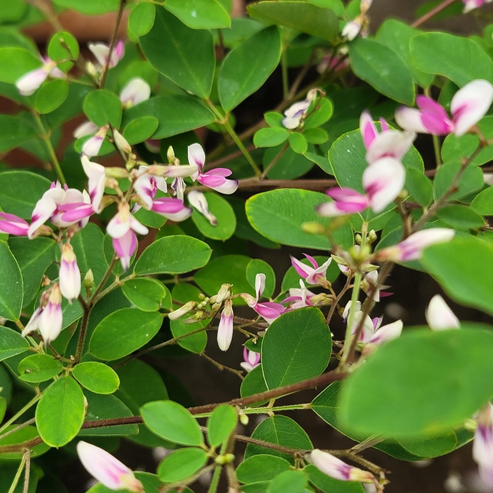 ハギ 江戸絞りハギ 2