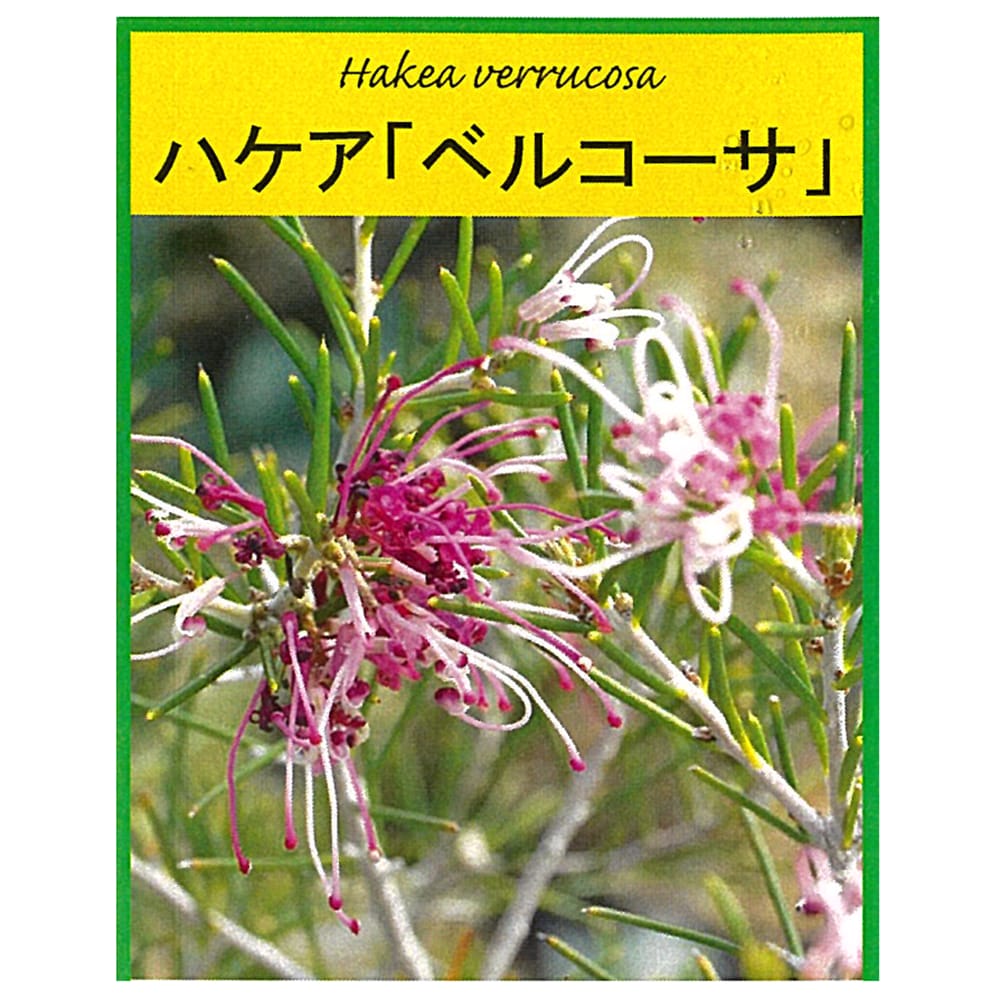 スチュワート アボカド Aタイプの特徴と育て方 | 苗木部の部室 〜苗木