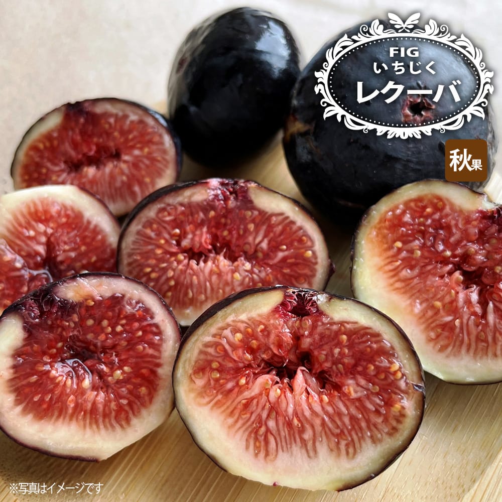 イチジク レクーバ 