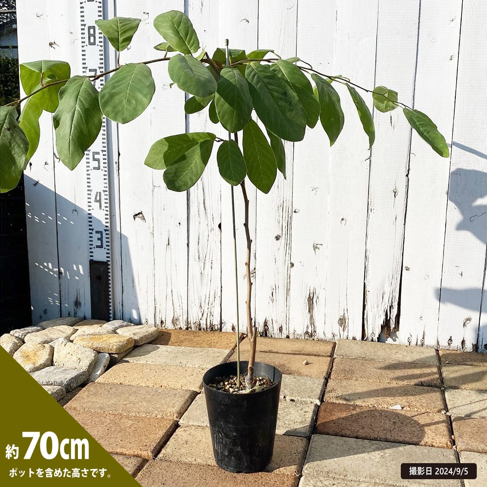 バンレイシ イラマフルーツ 1