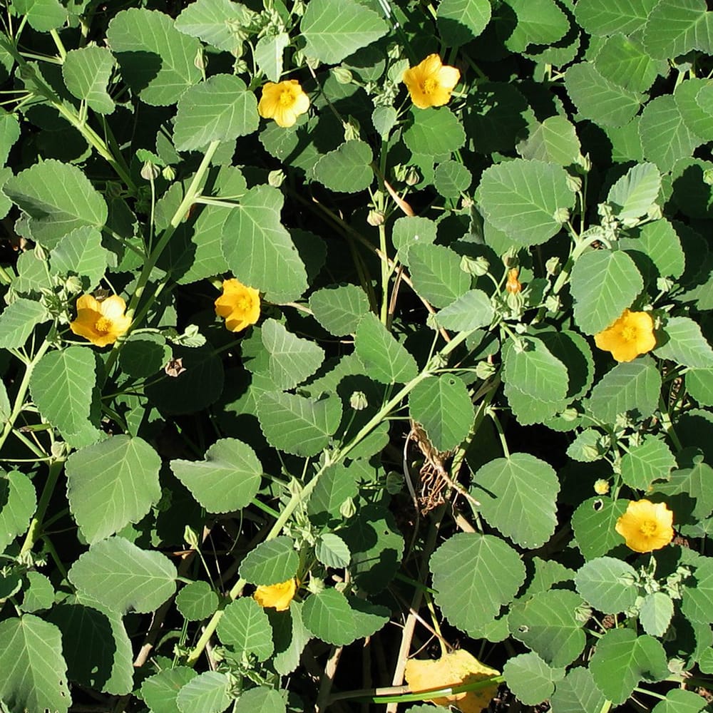 イリマ ゴールデンレイフラワー 1