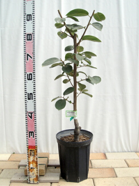 柿 2年生スリット鉢植え
