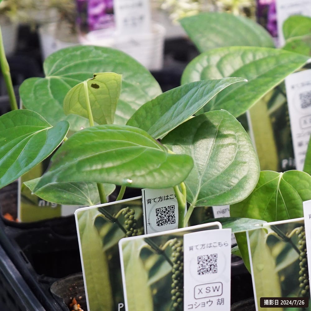 コショウ コショウ 2