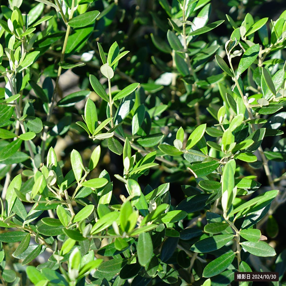 オリーブ カリフォルニアクイーン 1