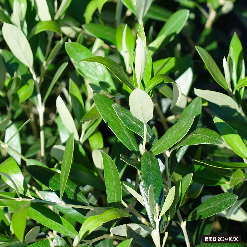 オリーブ ワンセブンセブン 1